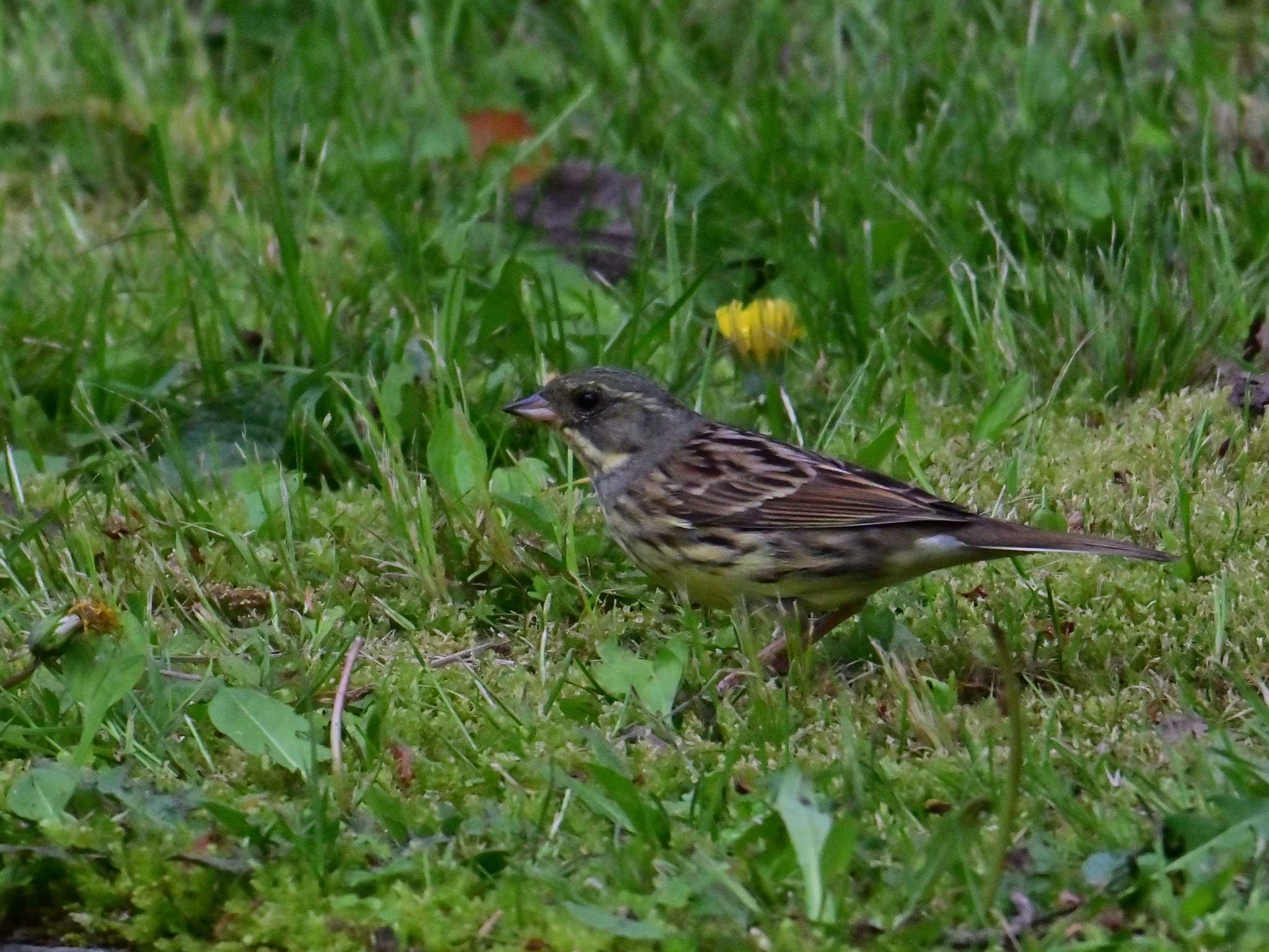 Masked Bunting