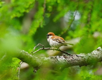 Russet Sparrow 奥日光 Mon, 6/13/2022