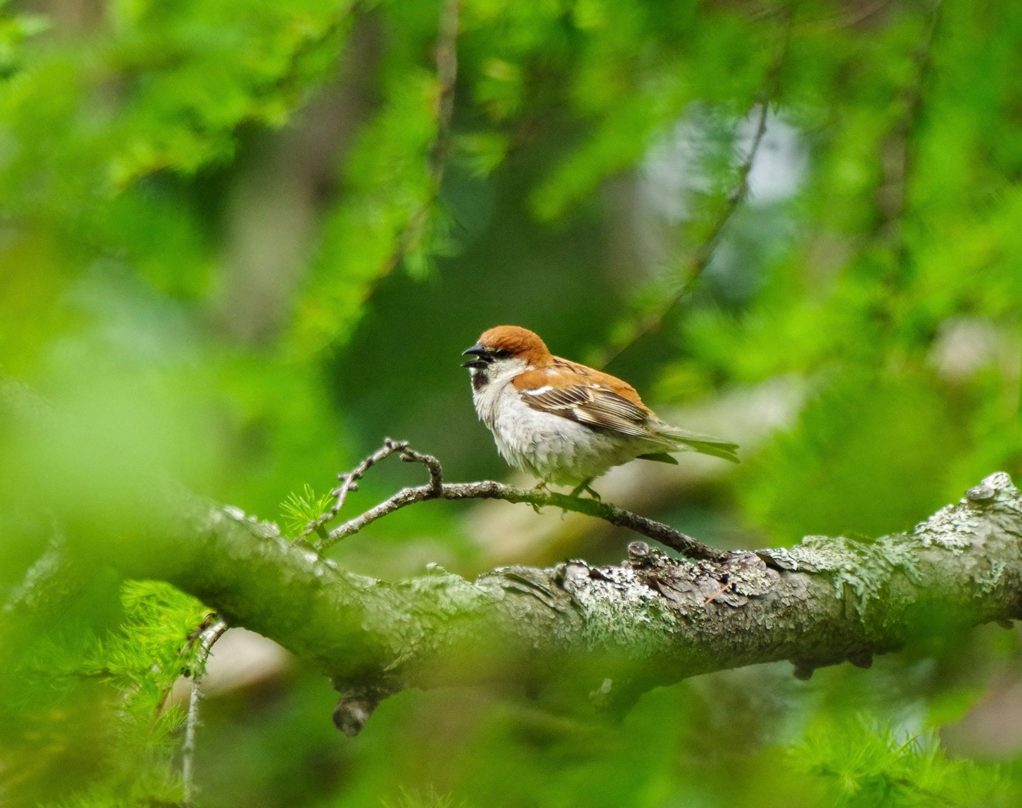 Photo of Russet Sparrow at 奥日光 by 015