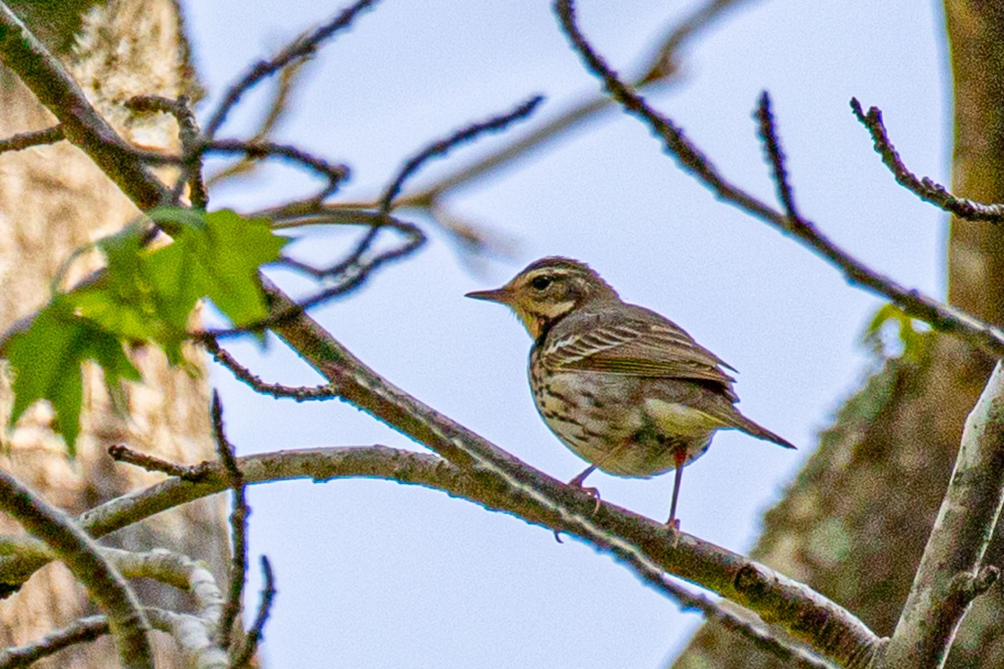 Olive-backed Pipit