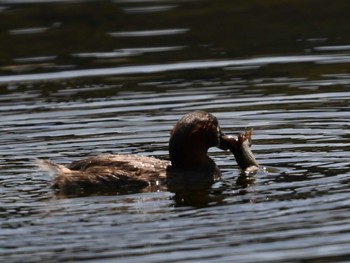 Little Grebe 江津湖 Thu, 4/25/2024