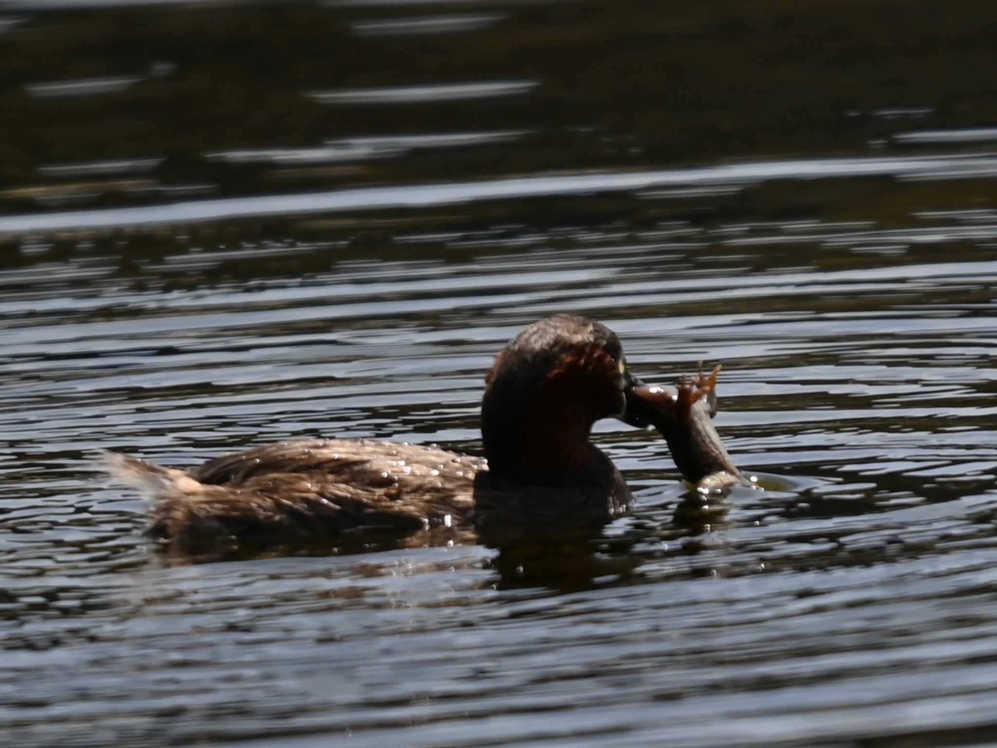 Photo of Little Grebe at 江津湖 by jo6ehm