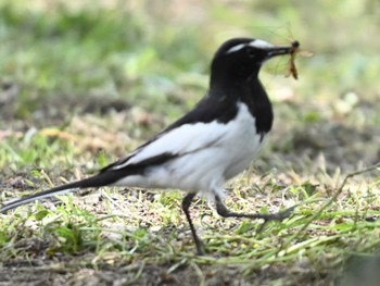 Japanese Wagtail 江津湖 Thu, 4/25/2024