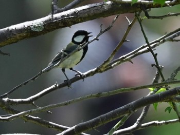 Japanese Tit 江津湖 Thu, 4/25/2024