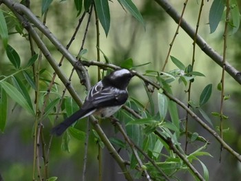 Long-tailed Tit 江津湖 Thu, 4/25/2024