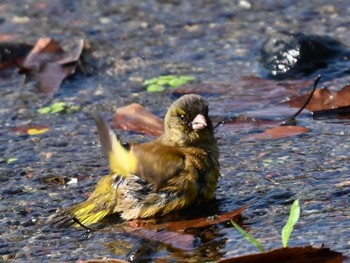 カワラヒワ 江津湖 2024年4月25日(木)