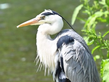 Grey Heron 江津湖 Thu, 4/25/2024