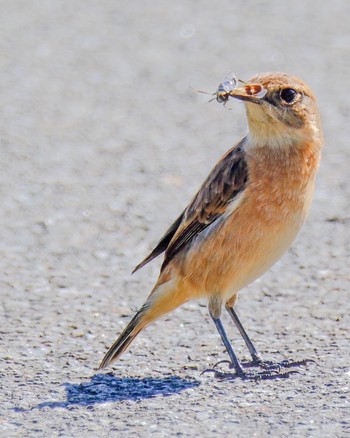 Amur Stonechat 北海道 Fri, 9/22/2023