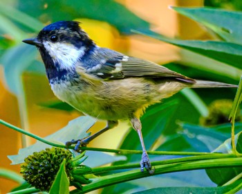 Coal Tit 北海道 Fri, 9/22/2023