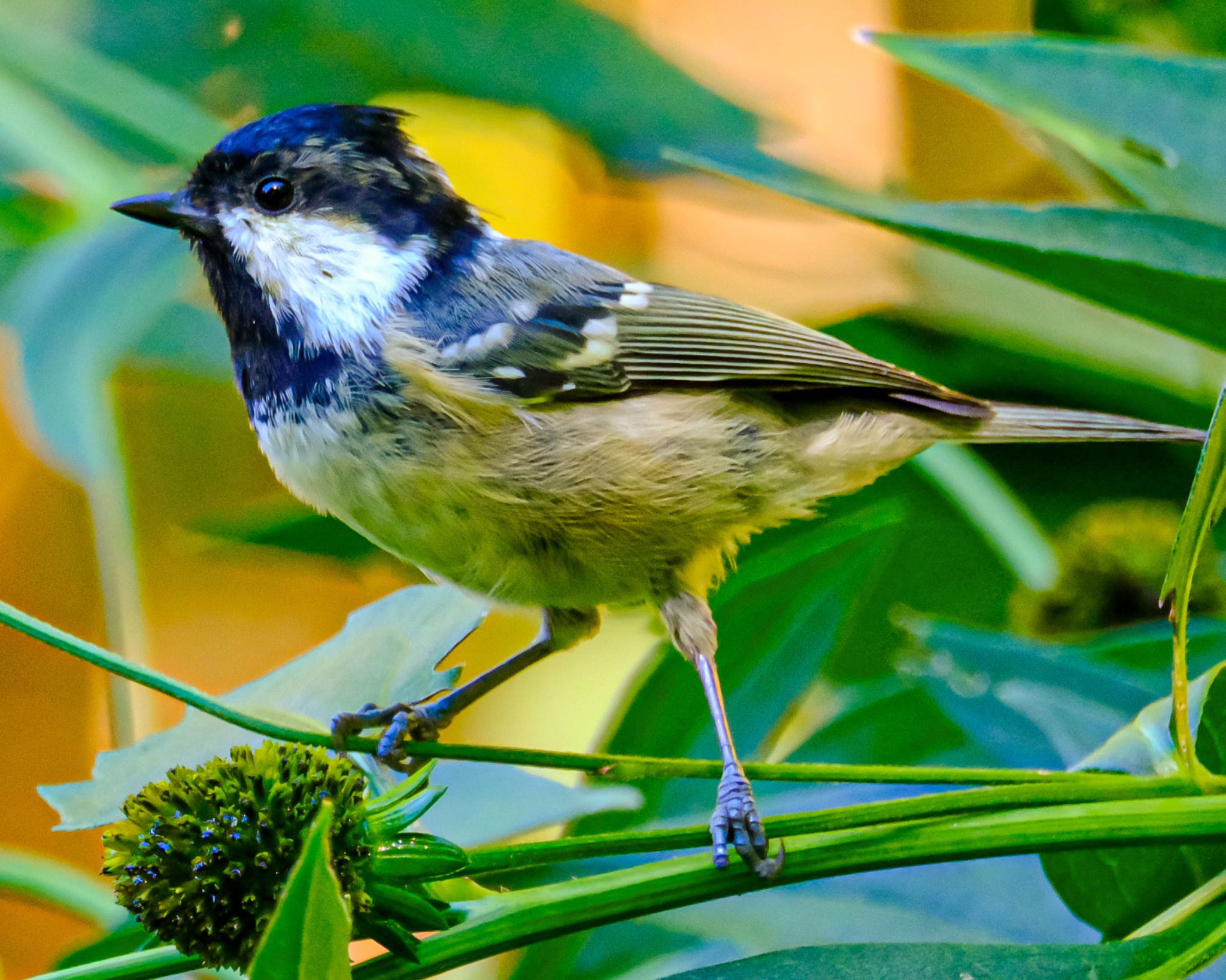 Coal Tit