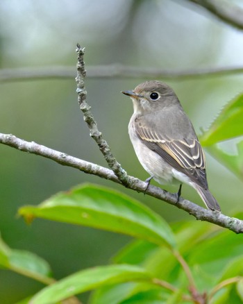 Asian Brown Flycatcher 北海道 Wed, 9/20/2023