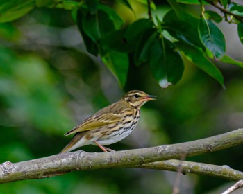 Olive-backed Pipit 北海道 Wed, 9/20/2023