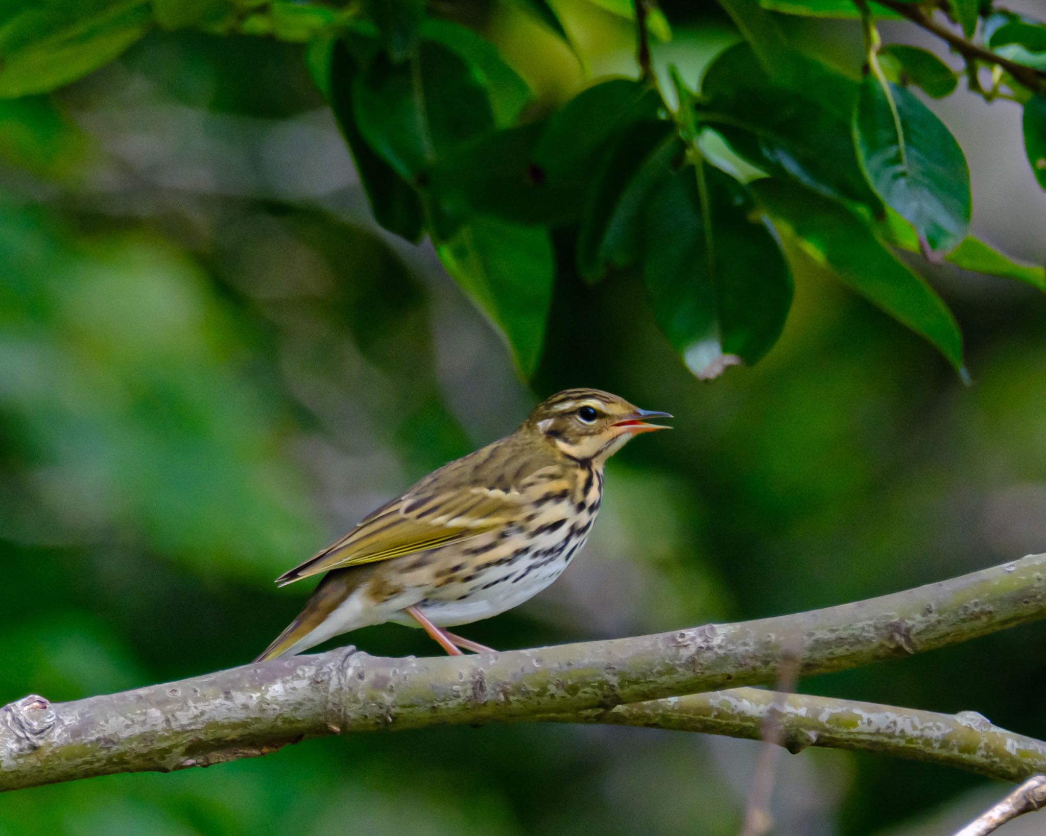 Olive-backed Pipit