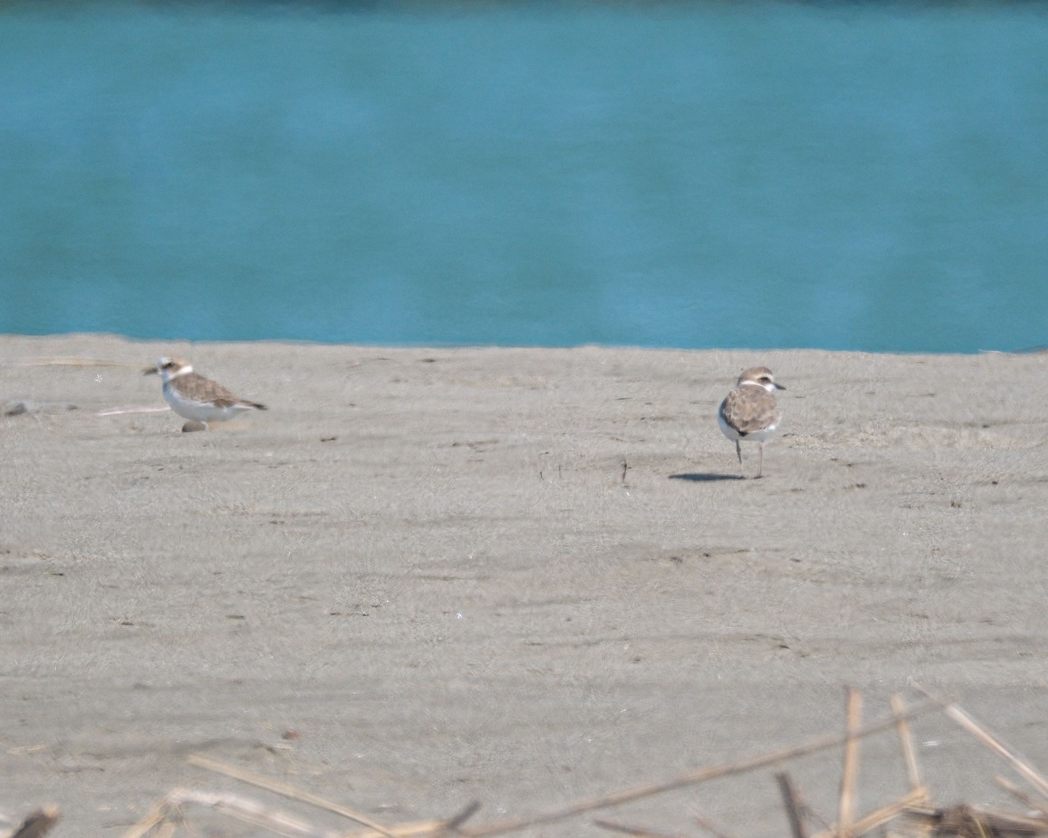 Photo of Kentish Plover at 宮崎市 by 015