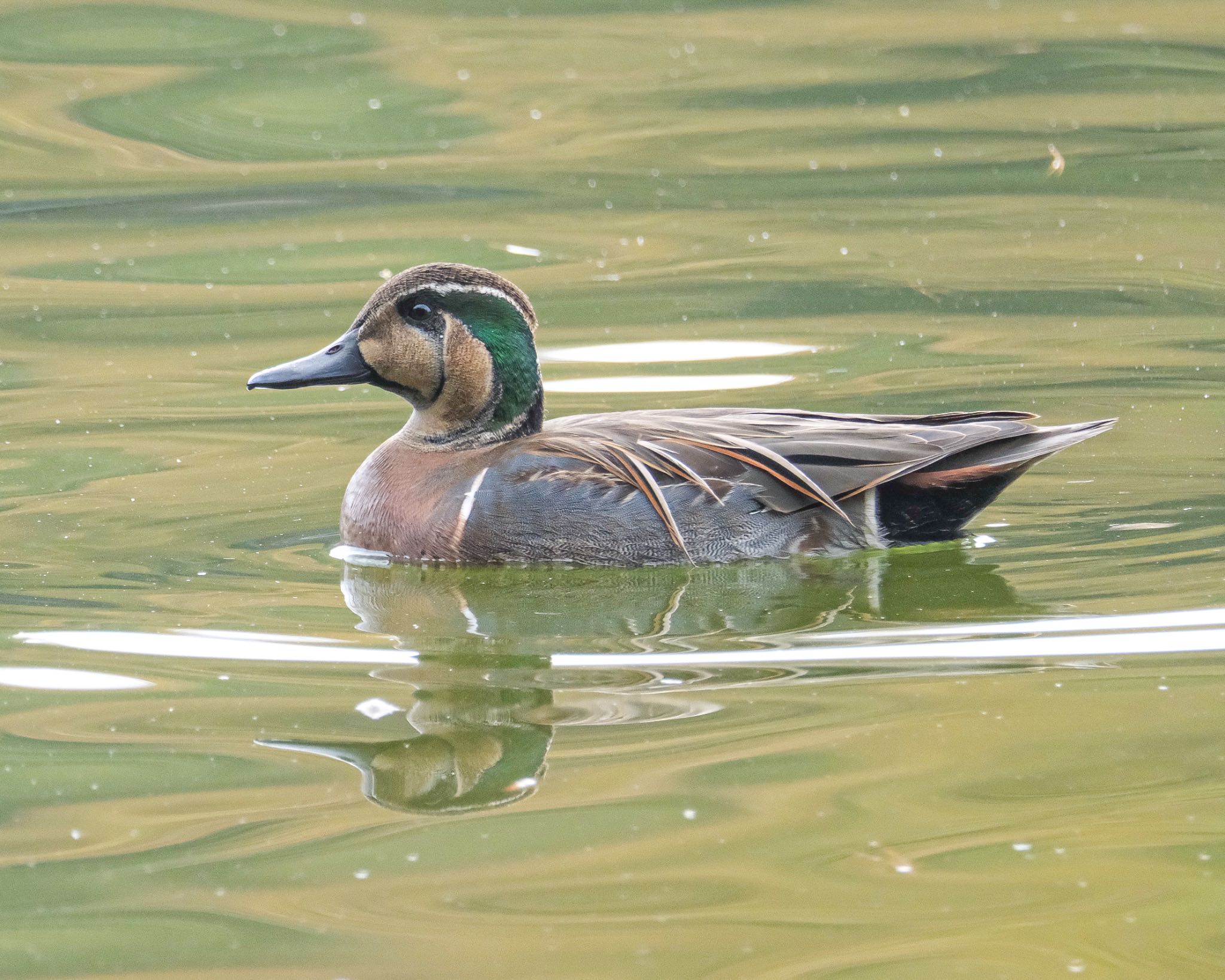 Photo of Baikal Teal at 栃木県 by 015
