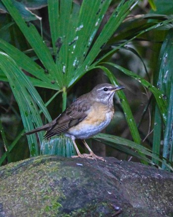 Eyebrowed Thrush 都内 Sat, 10/28/2023