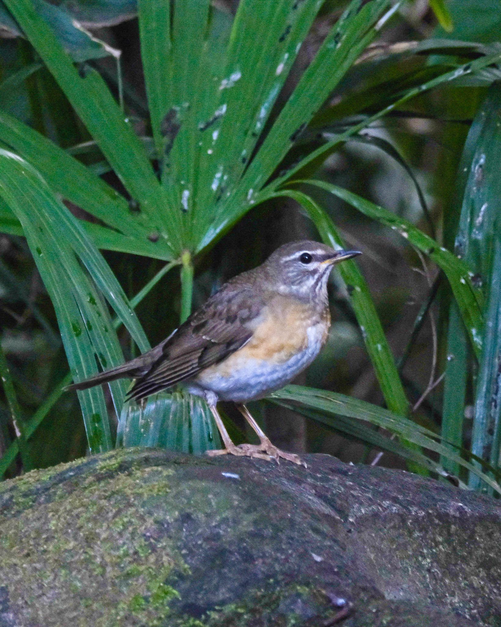 Eyebrowed Thrush