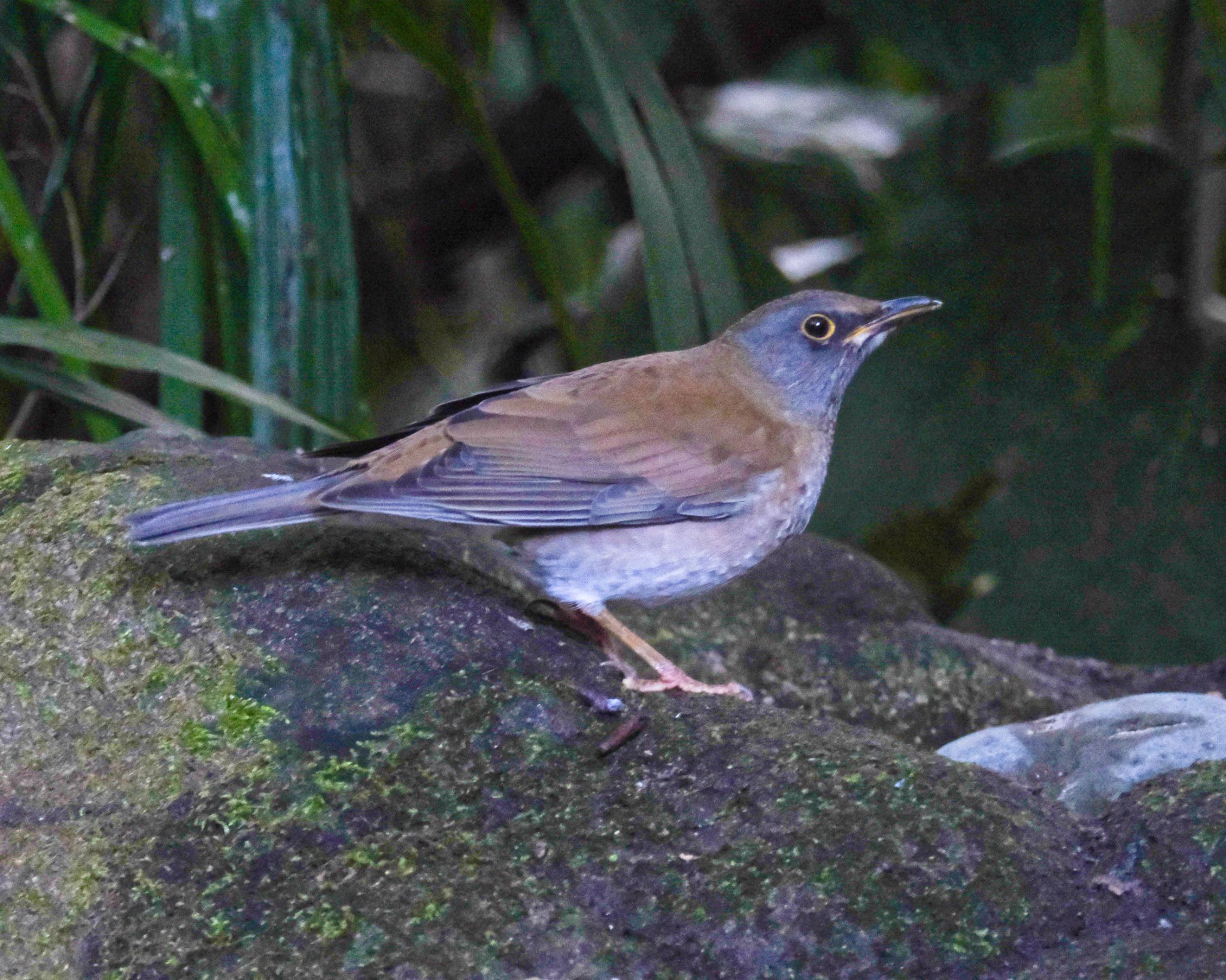 Pale Thrush