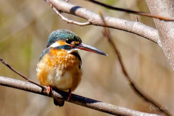 カワセミ 善福寺公園 2024年3月10日(日)