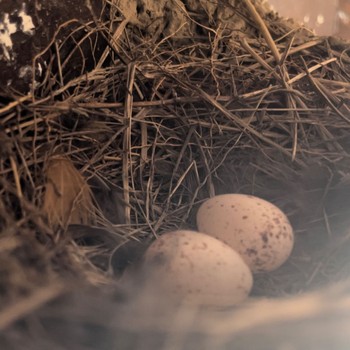 Barn Swallow ツバメハイツA (2024) Thu, 4/25/2024