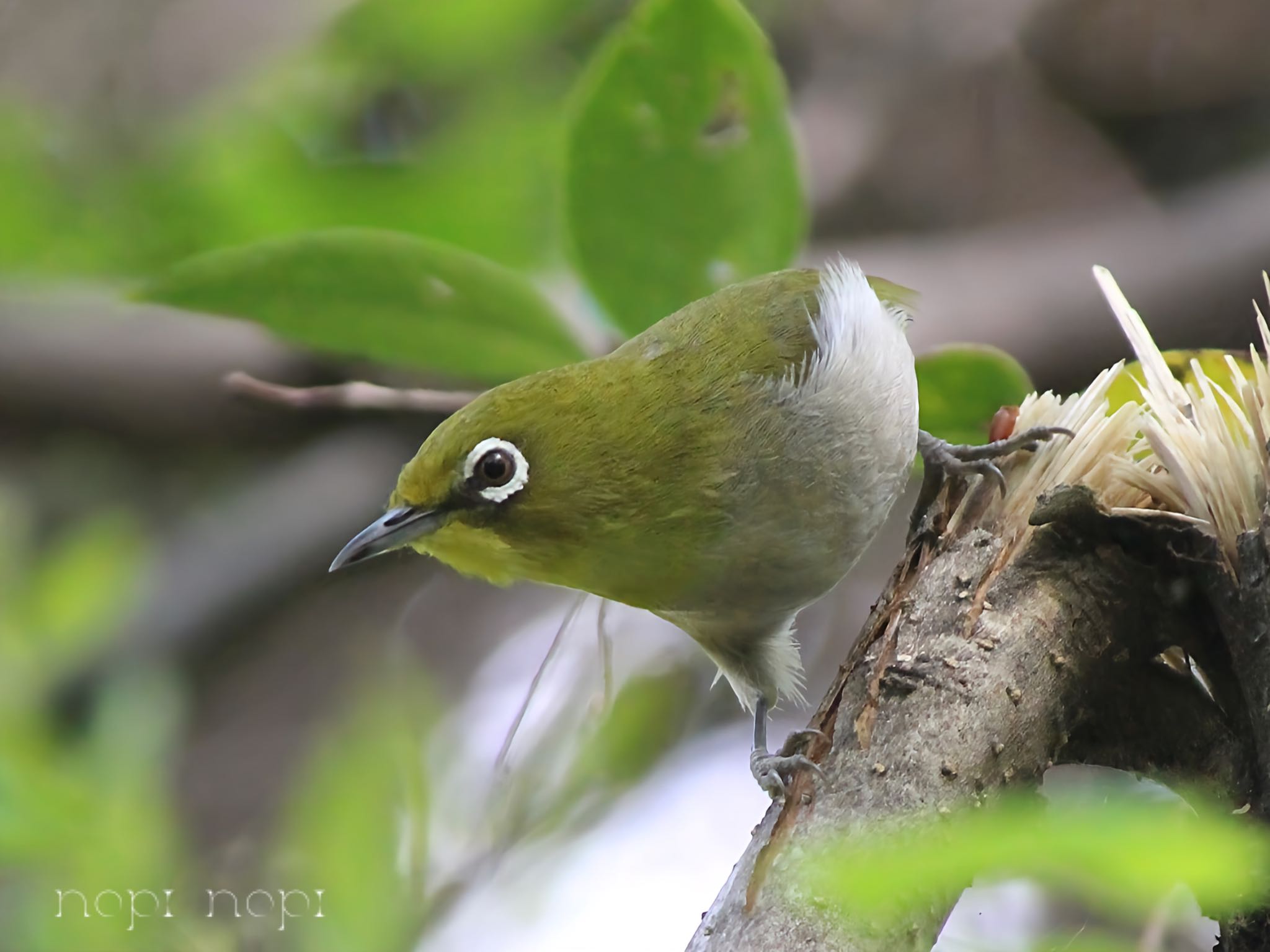 Photo of Warbling White-eye at 公園 by のぴ