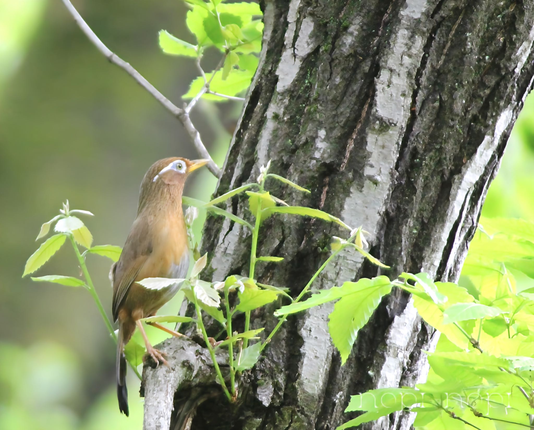 Photo of Chinese Hwamei at 公園 by のぴ