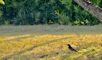 Dusky Thrush 田原緑地 Sun, 4/14/2024