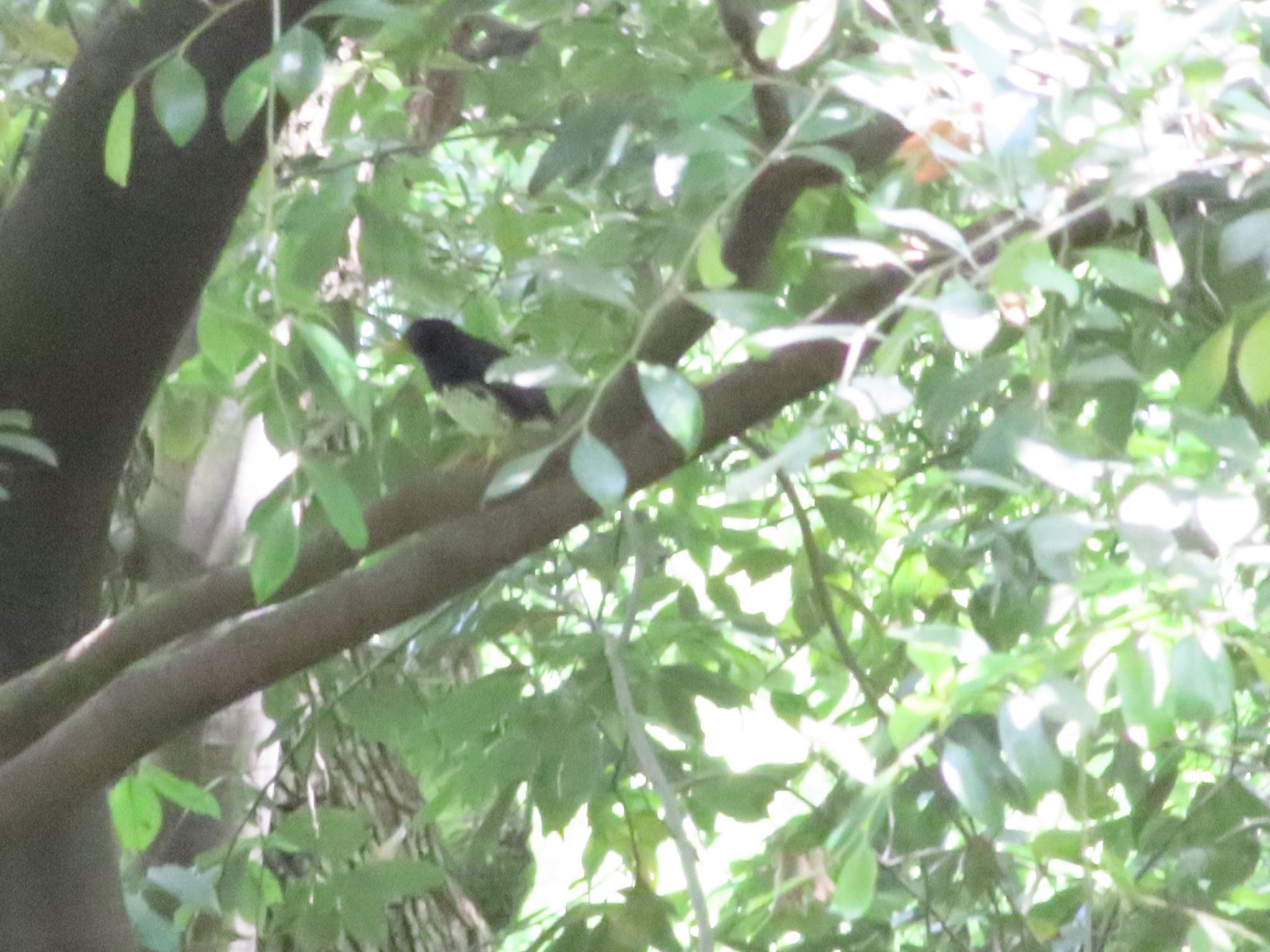 Photo of Japanese Thrush at Osaka castle park by takapom