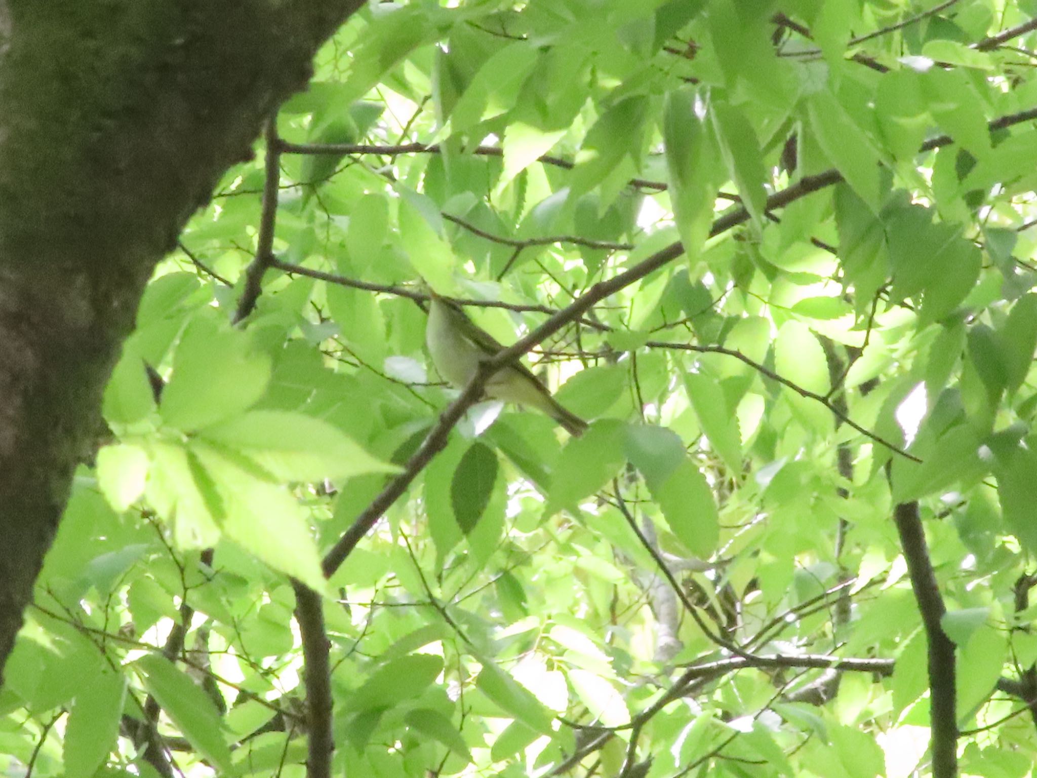 Photo of Eastern Crowned Warbler at Osaka castle park by takapom