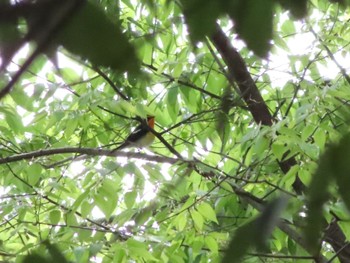 Narcissus Flycatcher Osaka castle park Thu, 4/25/2024