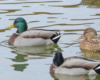 Thu, 11/23/2023 Birding report at 栃木県