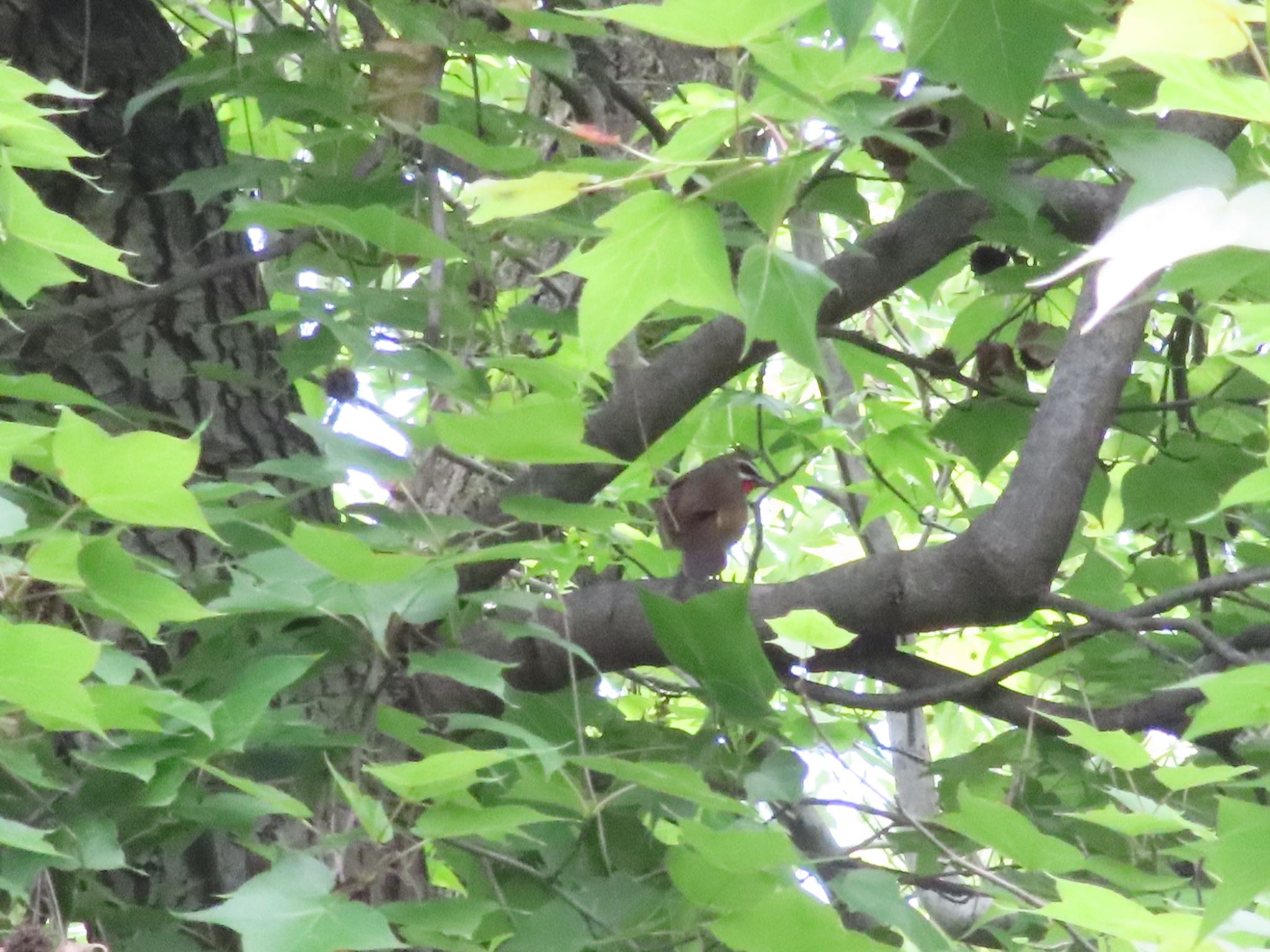 Photo of Siberian Rubythroat at Osaka castle park by takapom