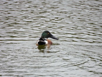 Northern Shoveler Kasai Rinkai Park Mon, 4/22/2024