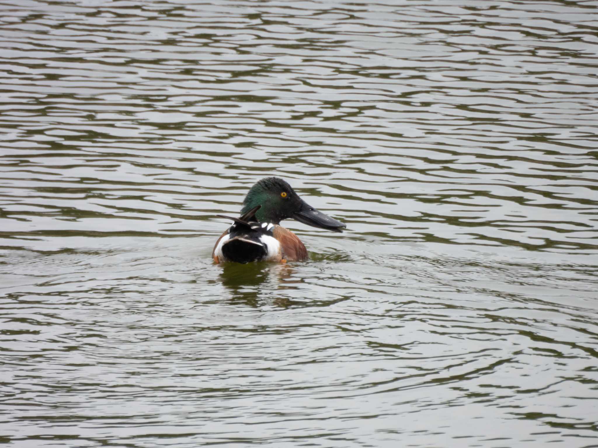 葛西臨海公園 ハシビロガモの写真