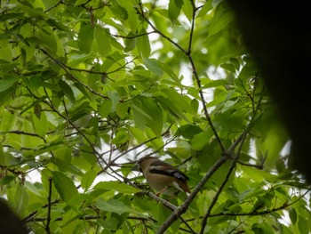 2024年4月23日(火) 生田緑地の野鳥観察記録