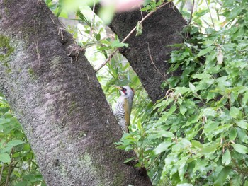 Japanese Green Woodpecker 生田緑地 Tue, 4/23/2024