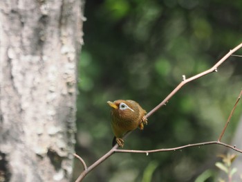 ガビチョウ 東京港野鳥公園 2024年4月20日(土)