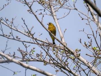 カワラヒワ 東京港野鳥公園 2024年4月20日(土)