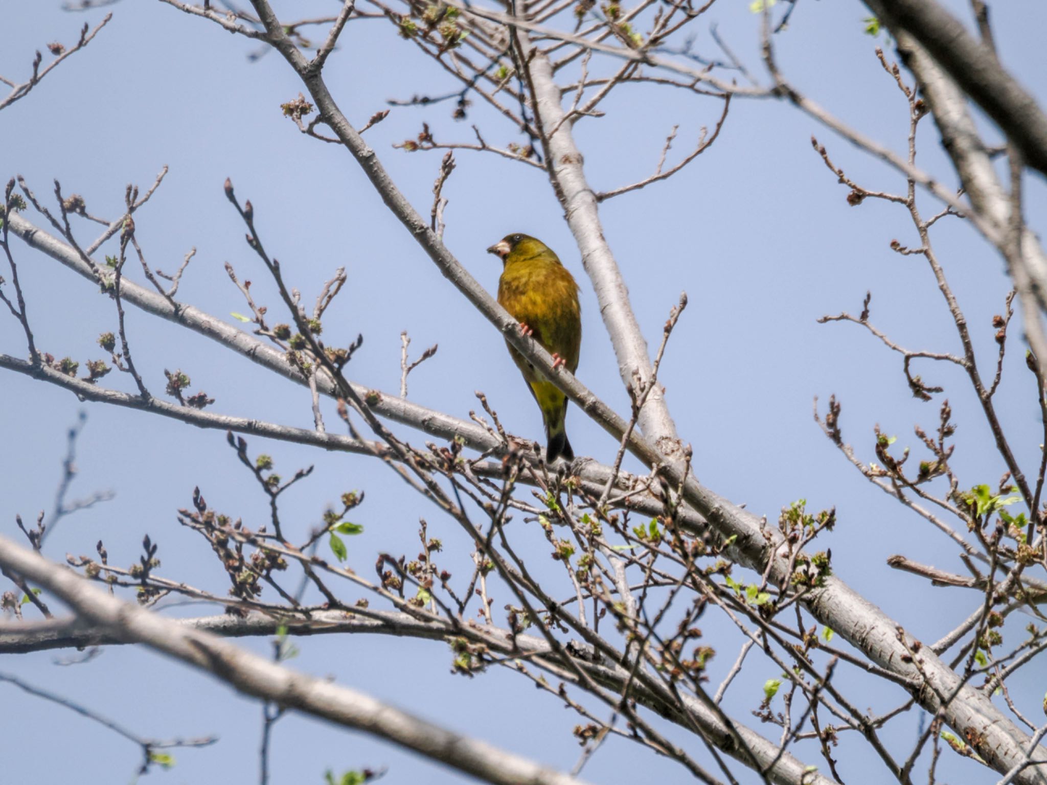 Grey-capped Greenfinch