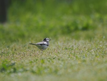 ハクセキレイ 東京港野鳥公園 2024年4月20日(土)