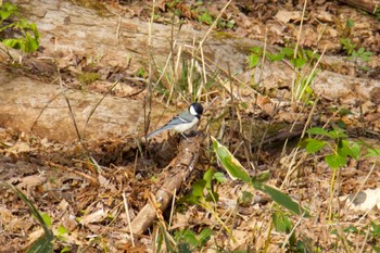 Japanese Tit Unknown Spots Sun, 4/21/2024