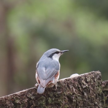 Eurasian Nuthatch 滝沢森林公園 Thu, 4/25/2024