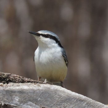 Eurasian Nuthatch 滝沢森林公園 Thu, 4/25/2024