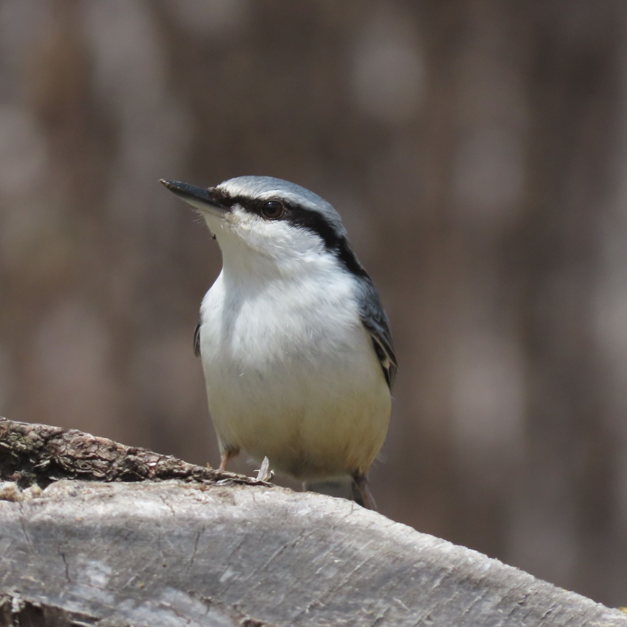 Photo of Eurasian Nuthatch at 滝沢森林公園 by hayabusa