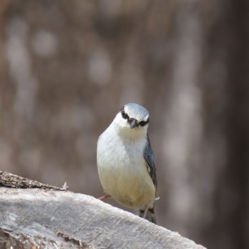 Eurasian Nuthatch 滝沢森林公園 Thu, 4/25/2024