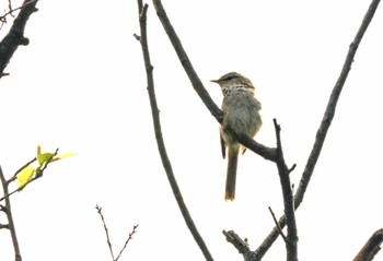 Japanese Bush Warbler 横浜市公園 Thu, 4/25/2024