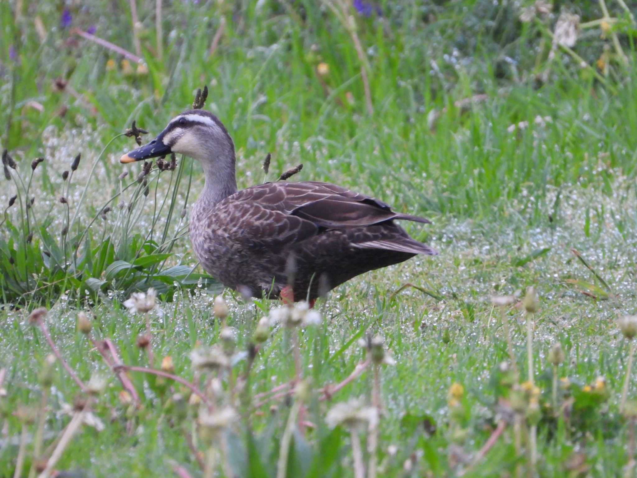 Eastern Spot-billed Duck