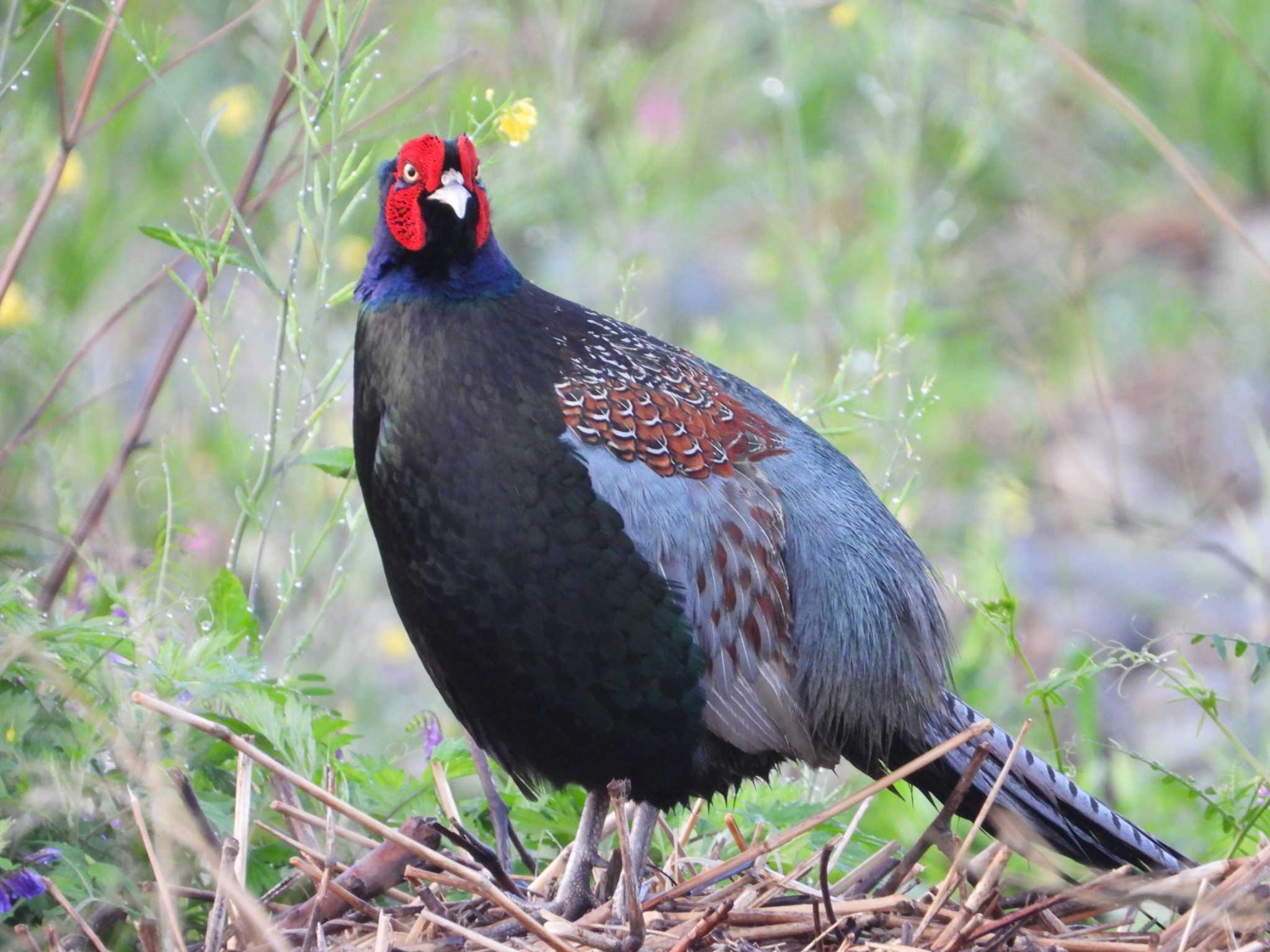 Green Pheasant