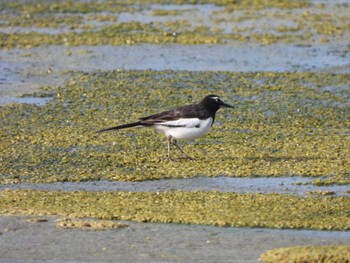 Japanese Wagtail 多摩川親水公園(府中市) Thu, 4/25/2024