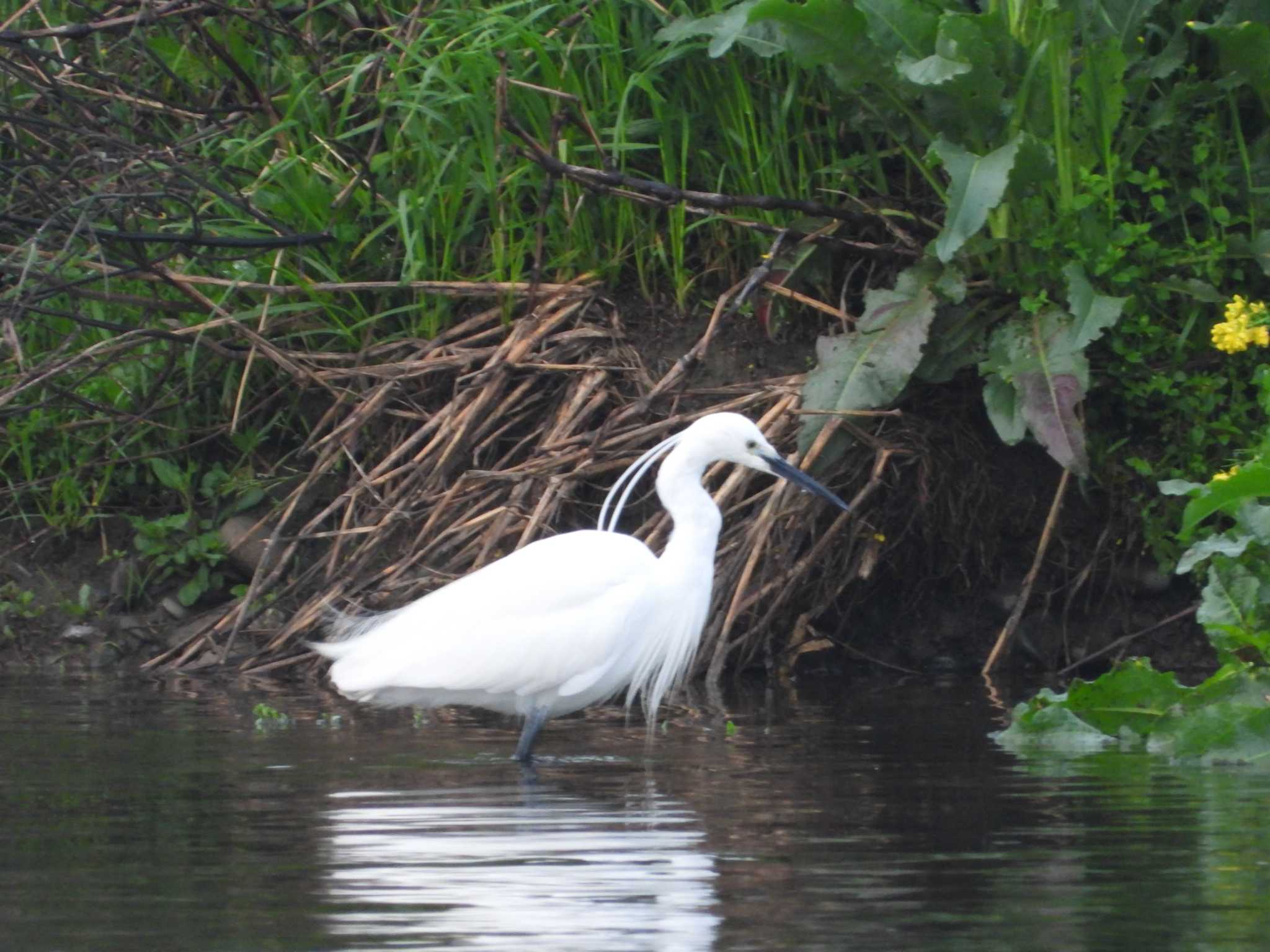 Little Egret